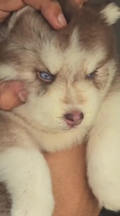 Siberian Husky Puppy | Black & White Color, farm video