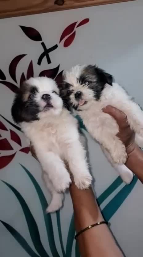 Shih Tzu | Black & White Color, farm video
