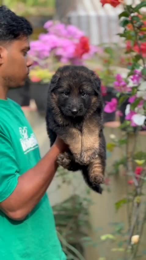 German Shepherd Puppy | Pure White, farm video