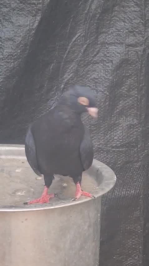 Homer Pigeon, farm video