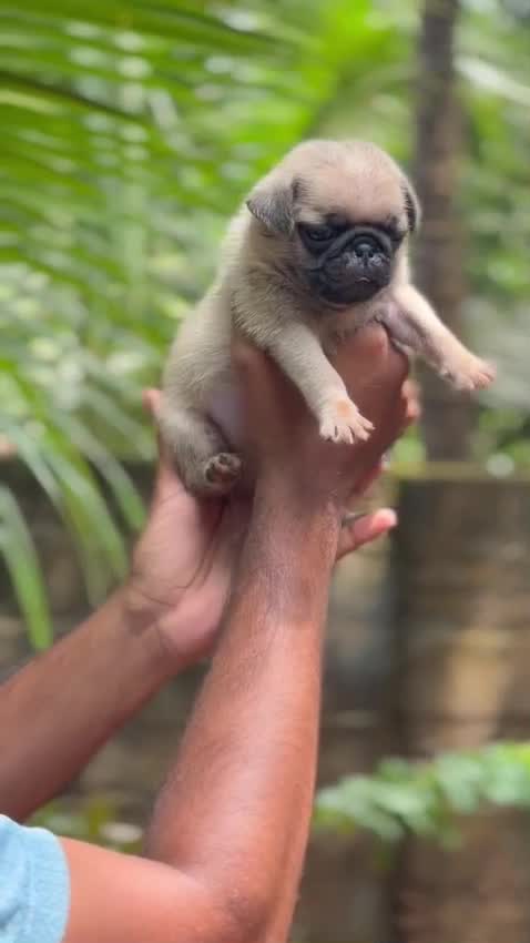 Pug Puppy | Apricot Color, farm video