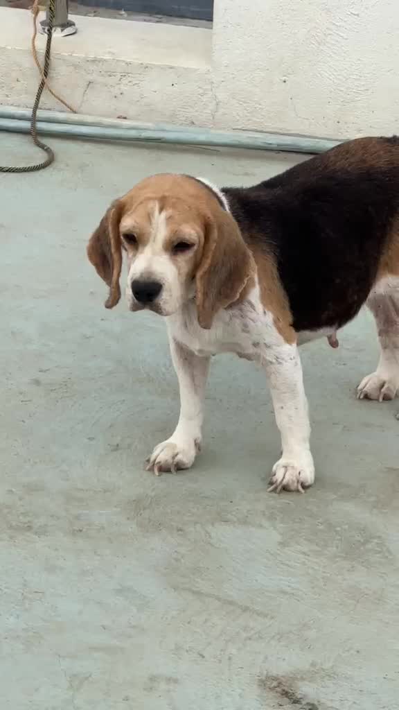 Beagle Black & Tan Puppy, farm video