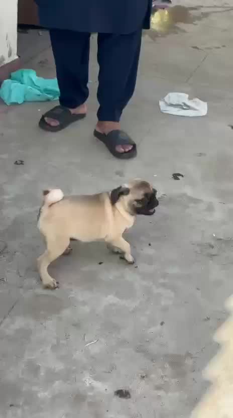 Pug Puppy | Apricot Color, farm video