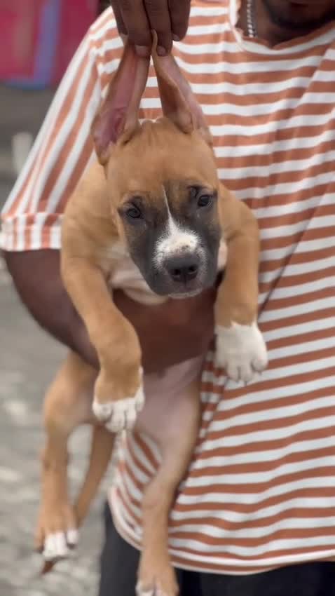 American Bully Standard Size Puppy, farm video
