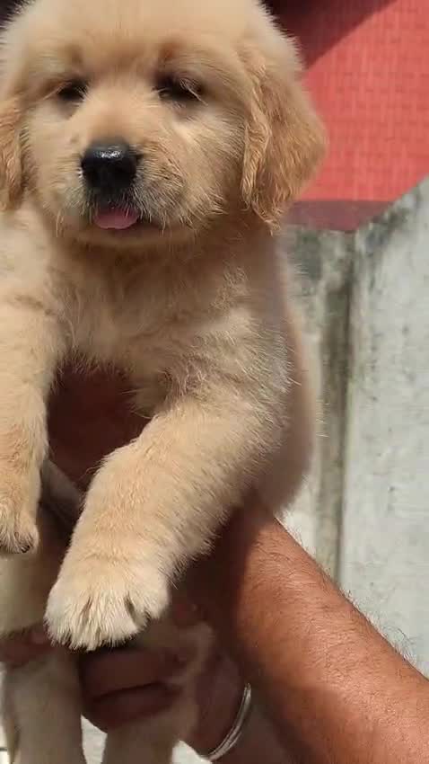 Golden Retriever, farm video
