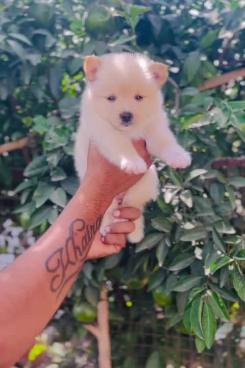 Pomeranian Puppy | Black Color, farm video