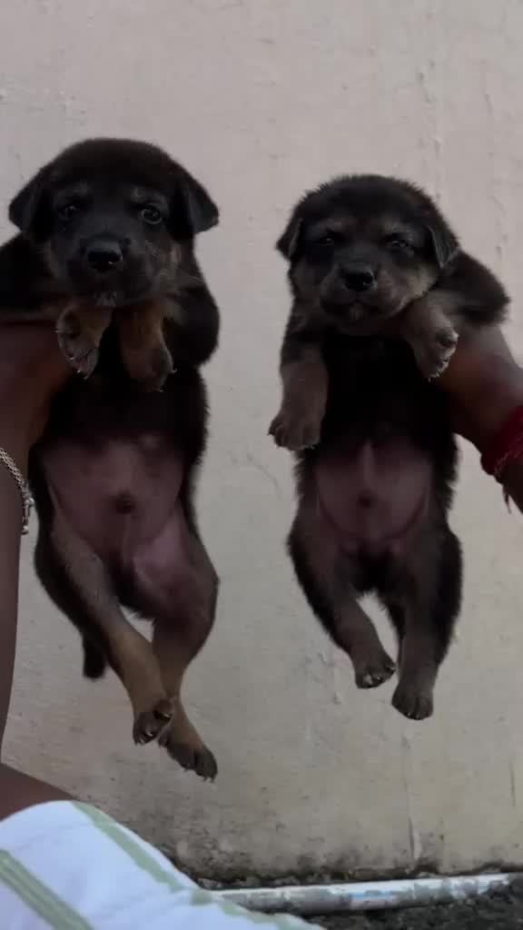 German Shepherd Puppy | Pure White, farm video