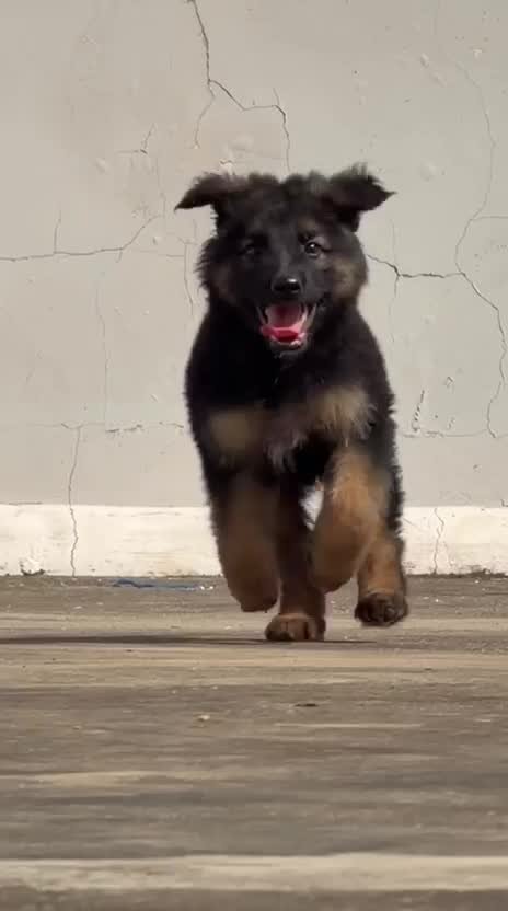German Shepherd Puppy | Pure White, farm video