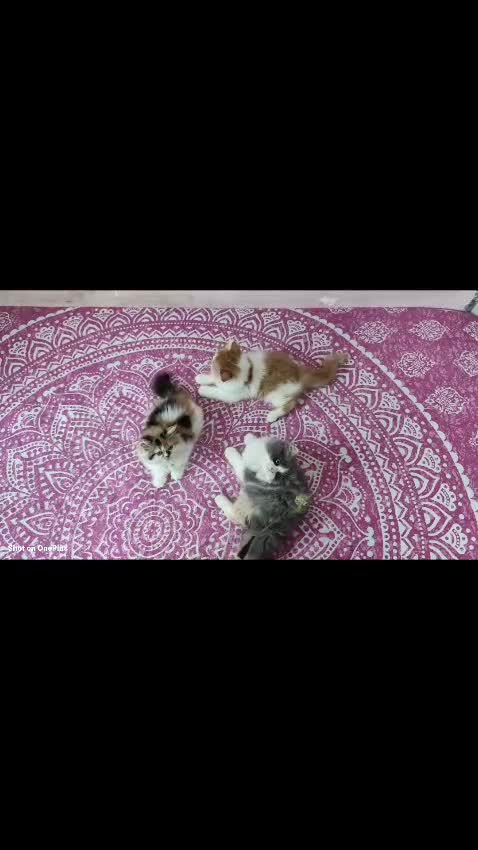 Persian Kitten (Punch Face), farm video