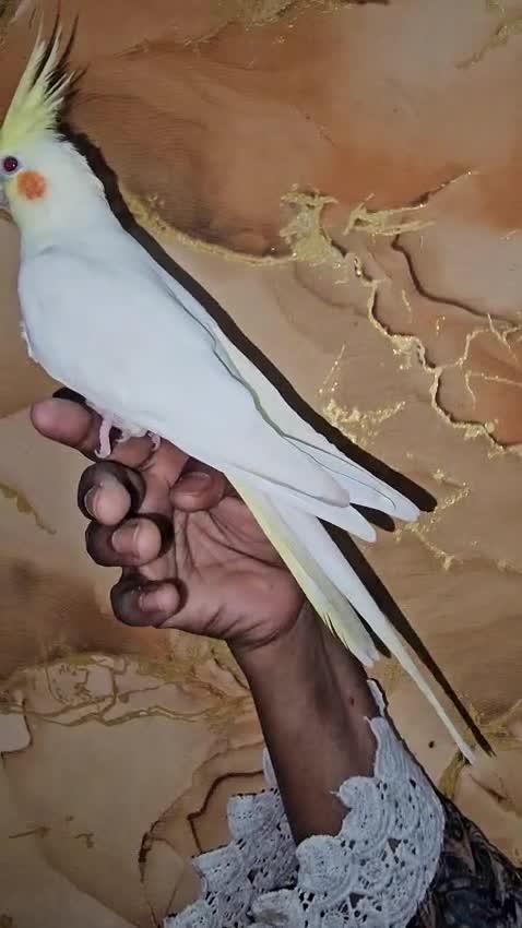 Red-rumped Parakeet, farm video