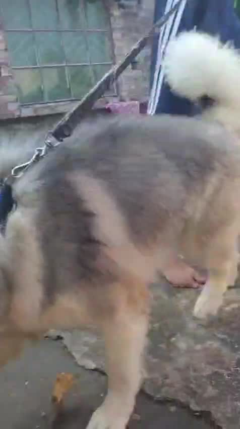 Siberian Husky Puppy | Copper & White Color, farm video