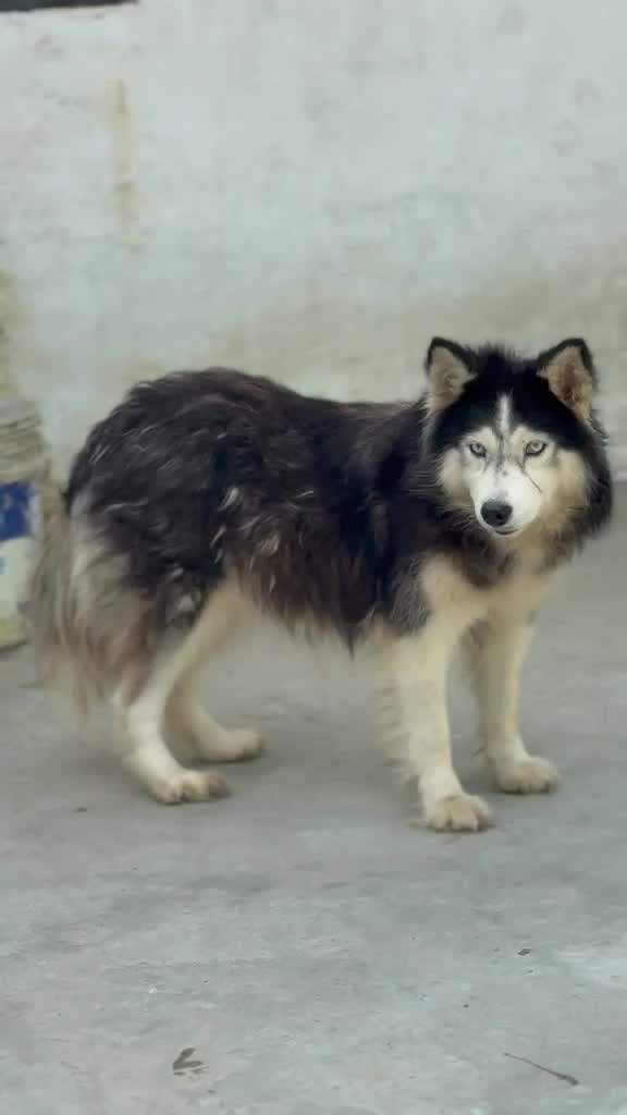 Siberian Husky Puppy | White Color, farm video
