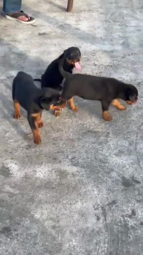 Rottweiler Puppy, farm video
