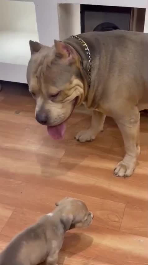 American Bully Standard Size Puppy, farm video
