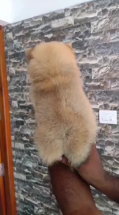 Pomeranian Puppy | Black Color, farm video