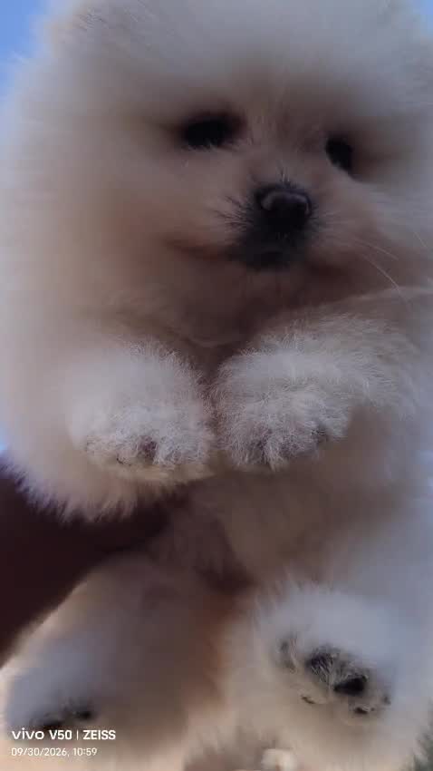 Orignal Toy Pom Puppy | Teacup Pom, farm video