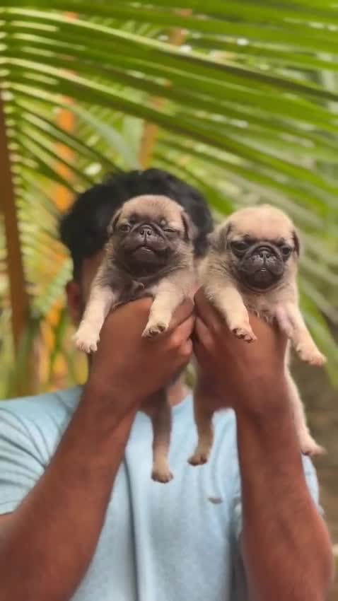Pug Puppy | Apricot Color, farm video