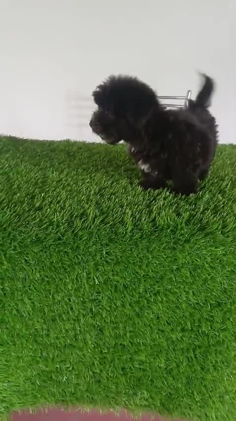 Lhasa Apso Puppies, farm video