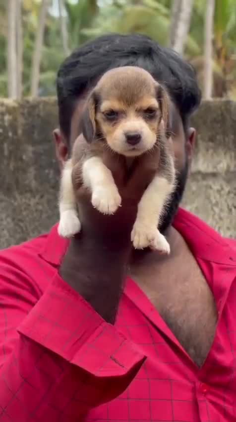 Beagle | Lemon & White | Puppy, farm video
