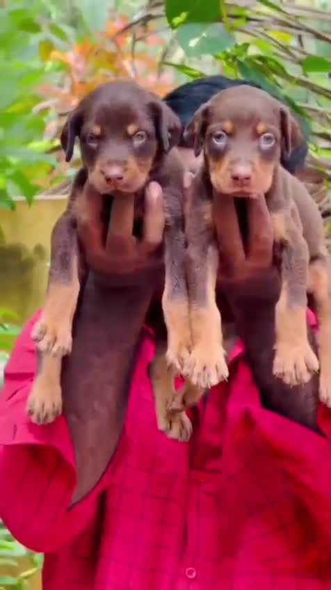 European Doberman Puppy, farm video