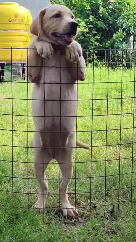 Dachshund Puppy, farm video