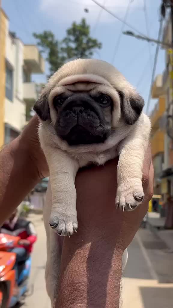 Pug Puppy | Black Color, farm video