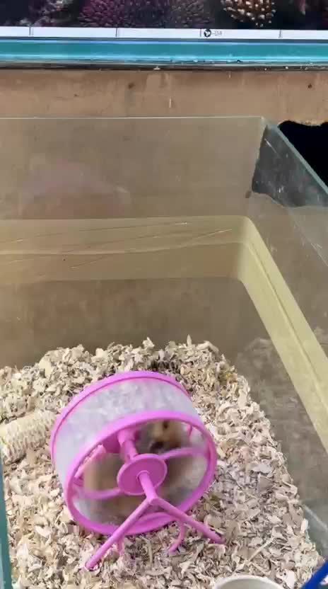 Dwarf Hamster Babies | Adults, farm video