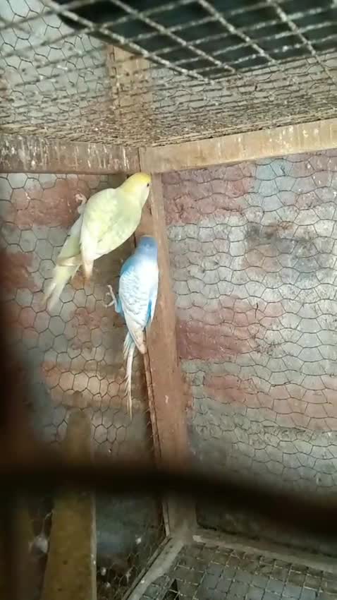 Budgies, farm video