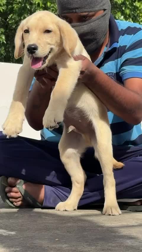 Beagle Black & Tan Puppy, farm video