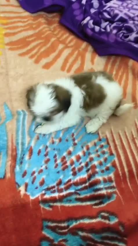 Shih Tzu Puppy Brown & White, farm video