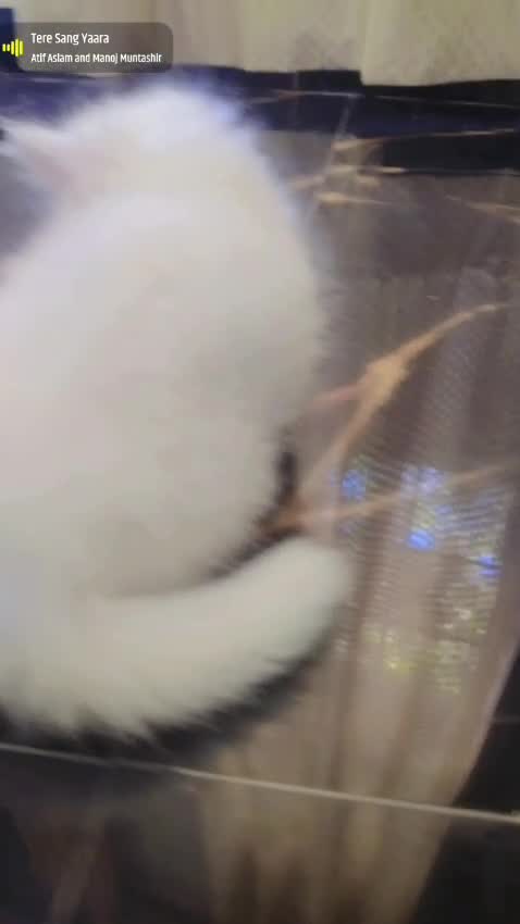 Doll Face Persian Kitten, farm video