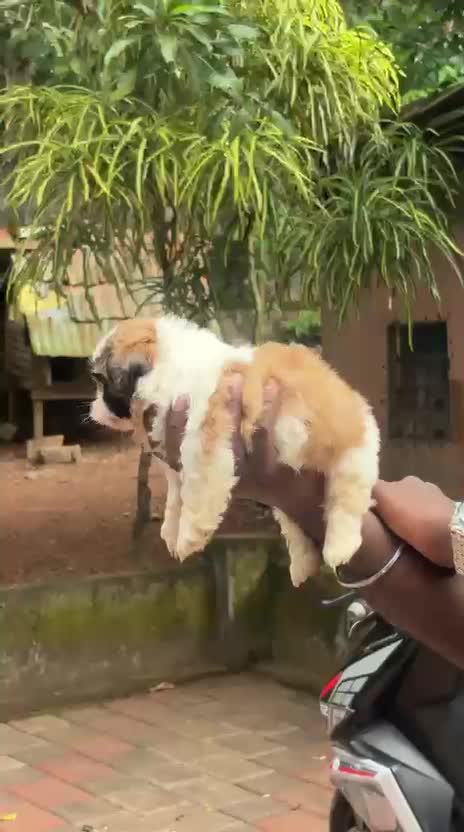 Shih Tzu | Black & White Color, farm video