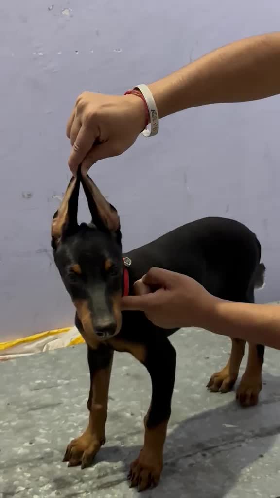 European Doberman Puppy, farm video