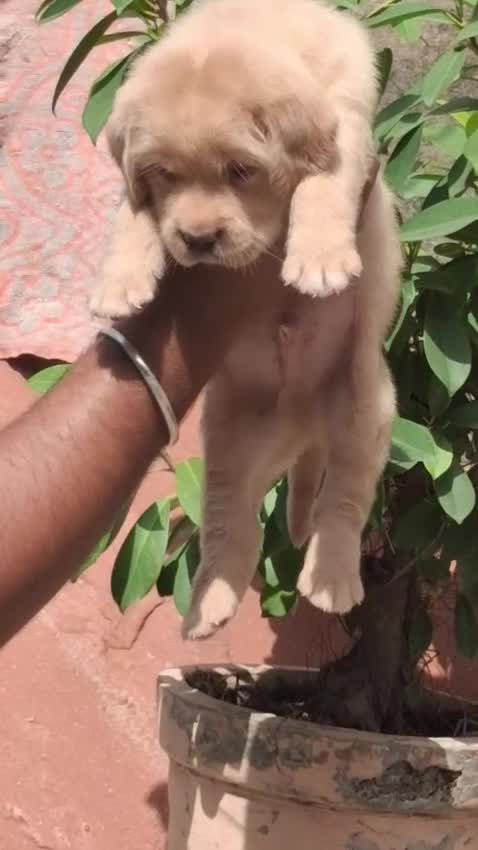 Beagle Black & Tan Puppy, farm video