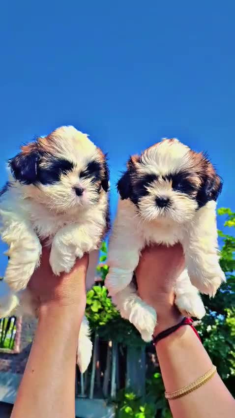 Shih Tzu | Black Color, farm video