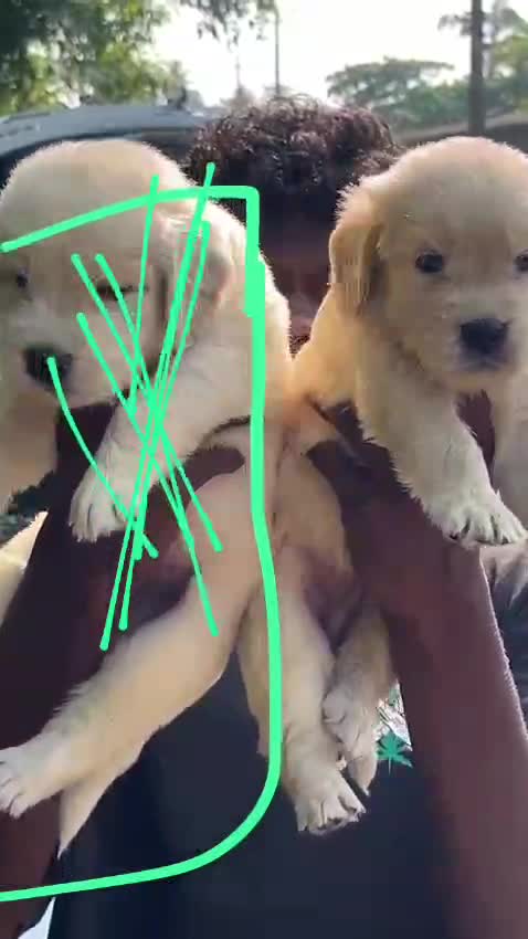 Dachshund Puppy, farm video