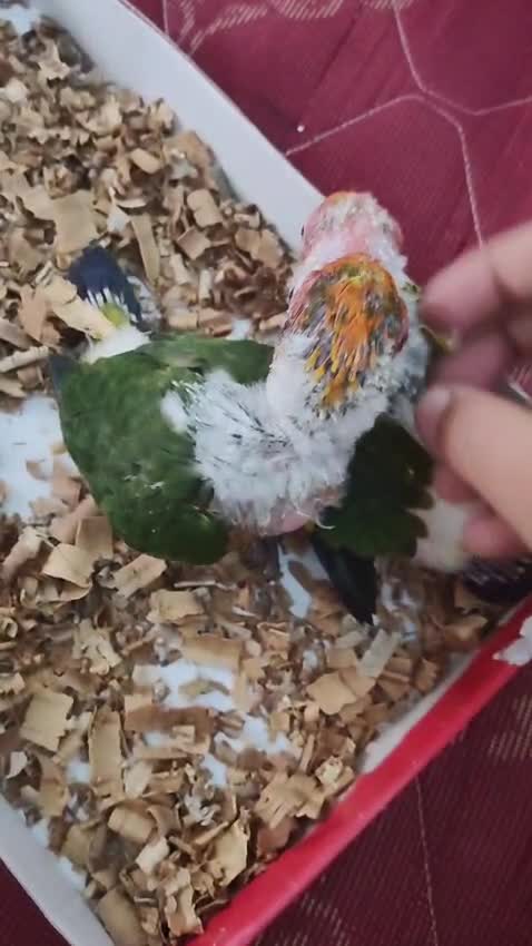 Sun Conure, farm video