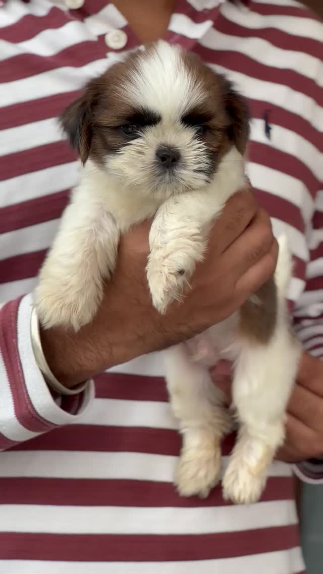 Shih Tzu | Tri Color Puppy, farm video