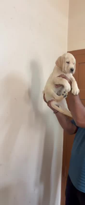 Beagle Black & Tan Puppy, farm video