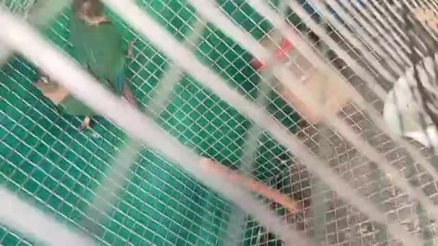 Green Cheek Conure, farm video