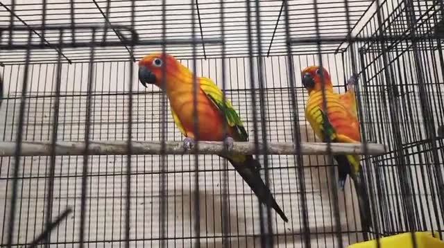 Sun Conure, farm video