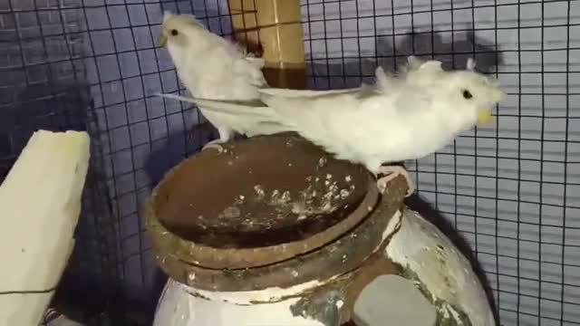 Helicopter Budgies, farm video