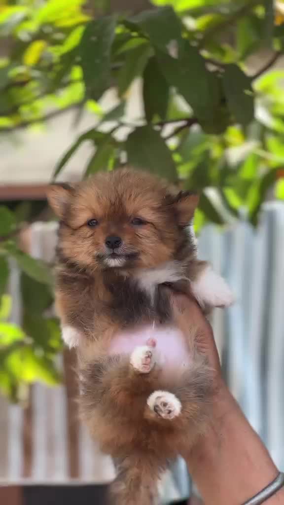 Pomeranian Puppy | Black Color, farm video