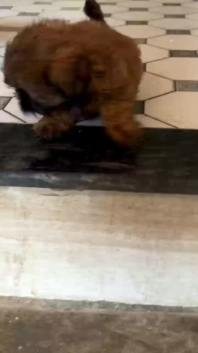 Dachshund Puppy, farm video