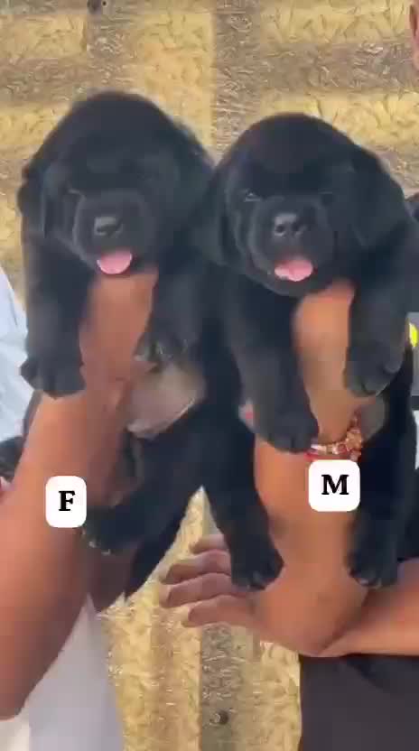Beagle Black & Tan Puppy, farm video