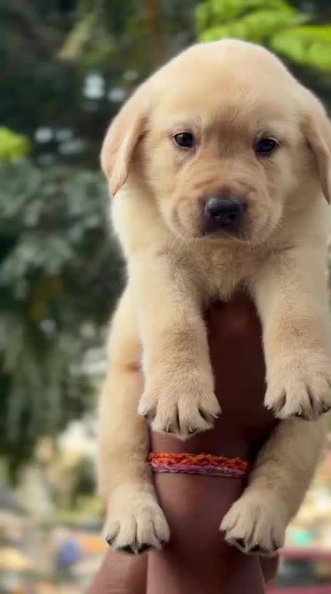 Beagle Black & Tan Puppy, farm video
