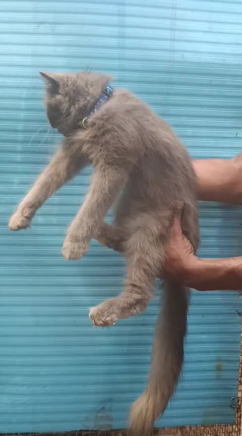 Dachshund Puppy, farm video