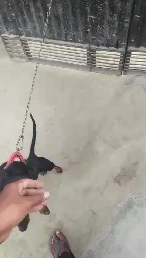 Dachshund Puppy, farm video