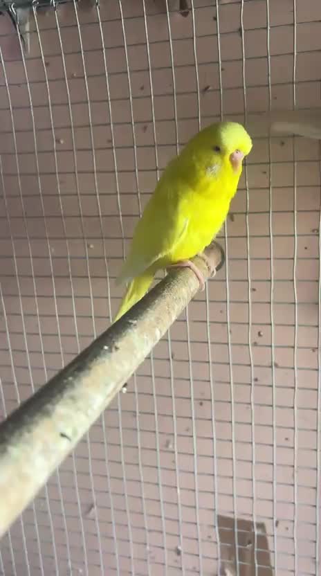 Red-rumped Parakeet, farm video
