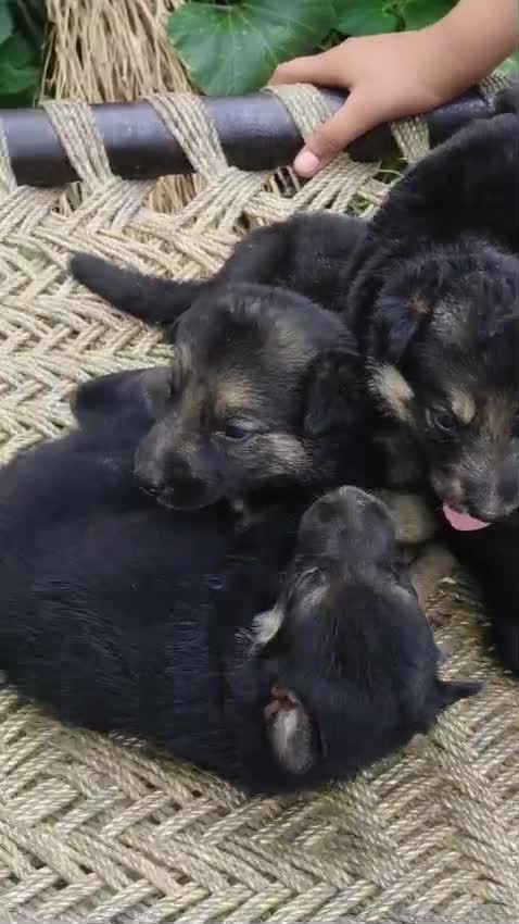 German Shepherd Puppy | Z Black, farm video